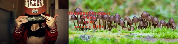 прущие крисы Алзамай